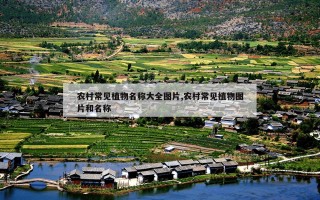 农村常见植物名称大全图片,农村常见植物图片和名称